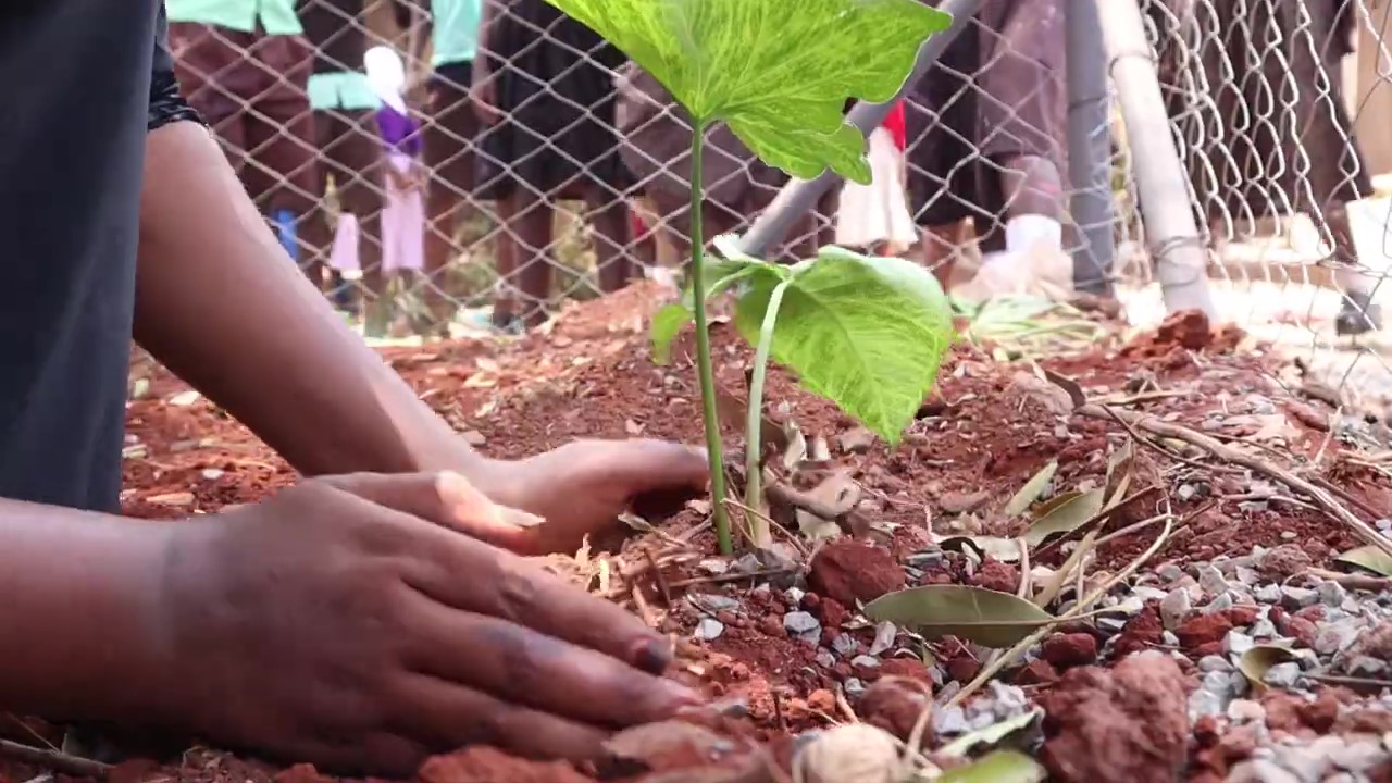 Tree planting, Pocket Park project. Nairobi, Kenya. Credit: Hope Raisers Tree planting, Pocket Park project. Nairobi, Kenya. Credit: Hope Raisers