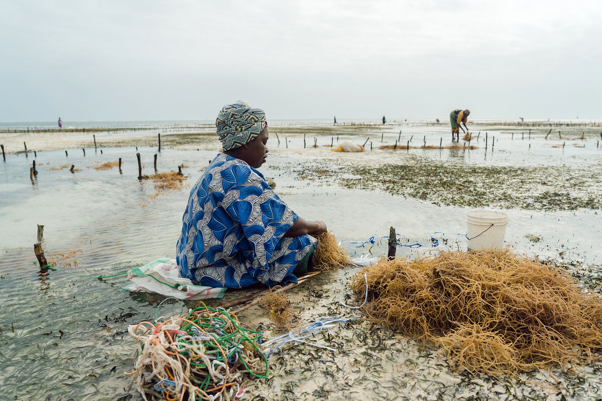 Woman seaweed farming, Zanzibar. Photo: Natalija Gormalova/Climate Visuals Countdown Woman seaweed farming, Zanzibar. Photo: Natalija Gormalova/Climate Visuals Countdown