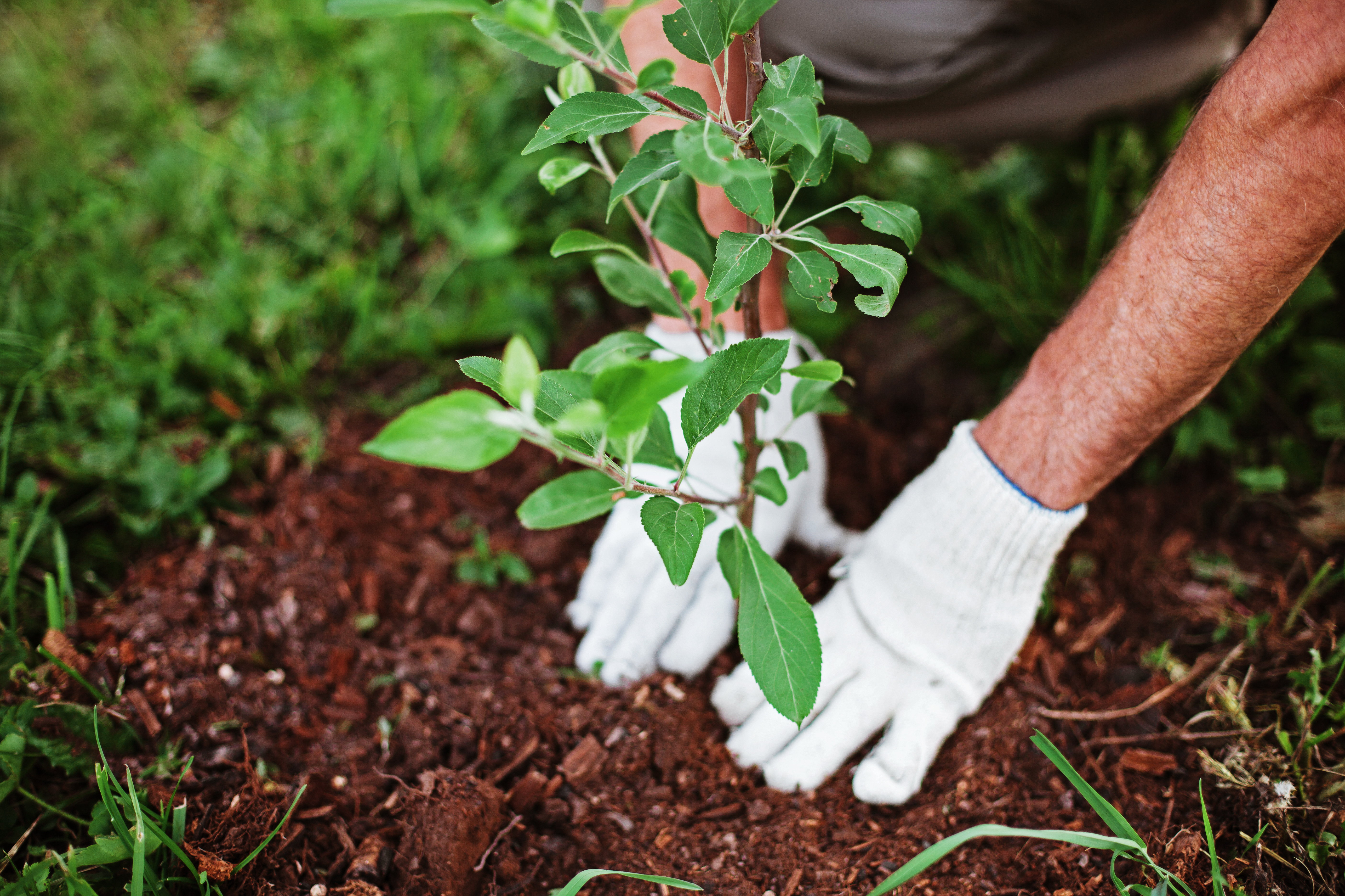 Planting. Photo: Eduard SV. AdobeStock.com Planting. Photo: Eduard SV. AdobeStock.com