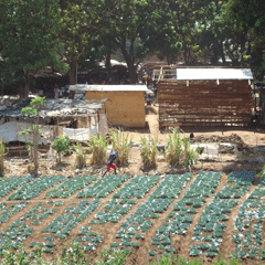 Lilongwe-Market.gif