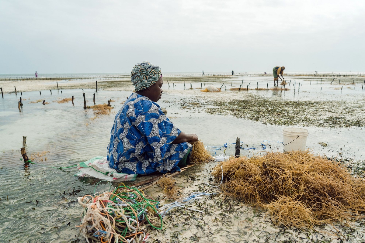 Woman seaweed farming, Zanzibar. Photo: Natalija Gormalova/Climate Visuals Countdown Woman seaweed farming, Zanzibar. Photo: Natalija Gormalova/Climate Visuals Countdown