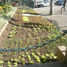 City_Hall_Garden.png City_Hall_Garden.png
