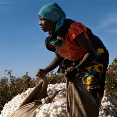 Cotton.jpg Cotton.jpg