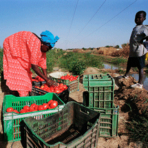 Senegal_WB.png