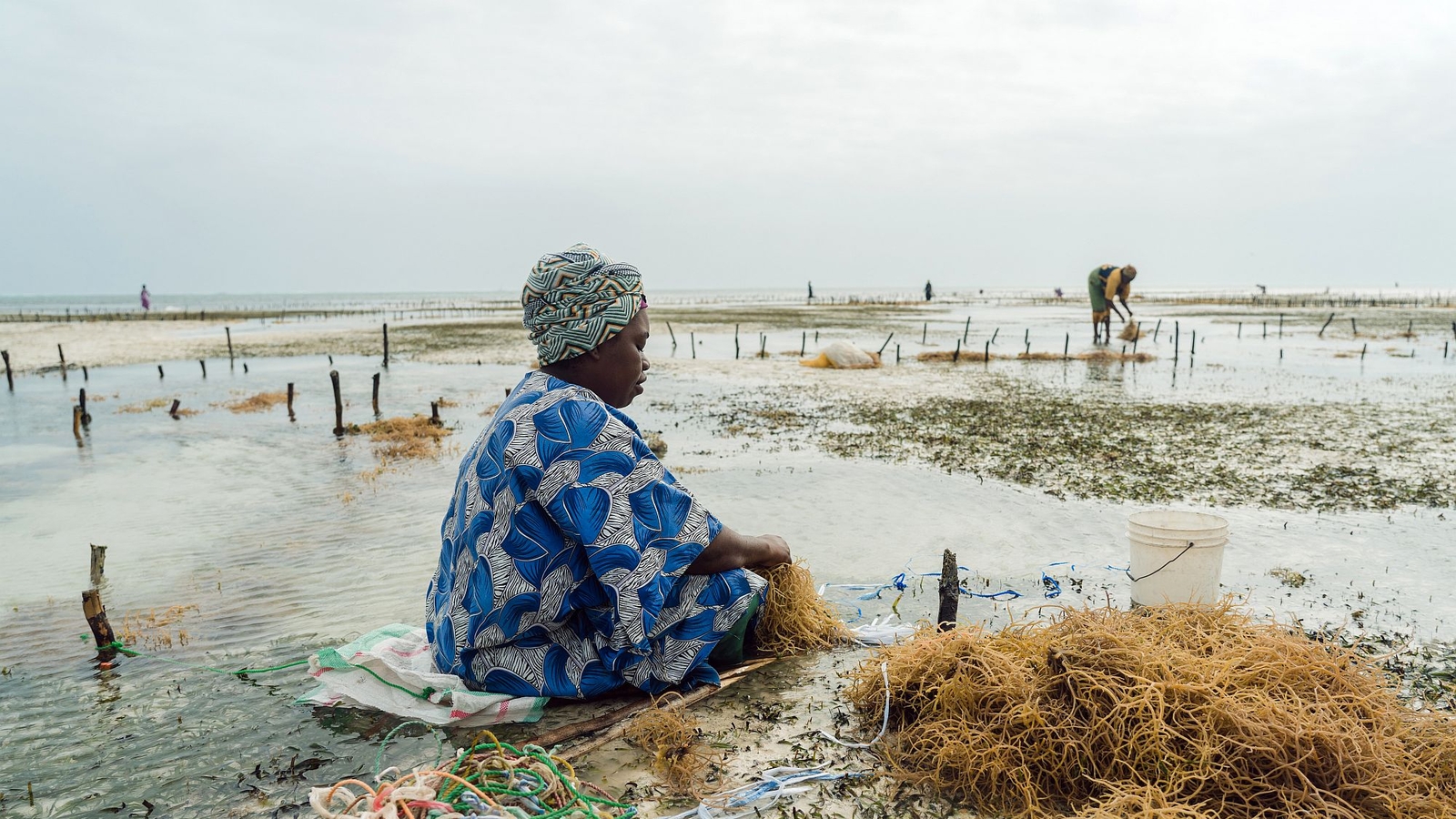 Woman seaweed farming, Zanzibar. Photo: Natalija Gormalova/Climate Visuals Countdown